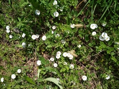 Convolvulus arvensis