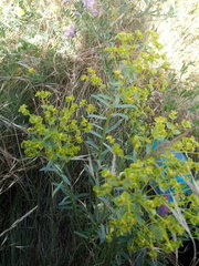 Euphorbia seguieriana