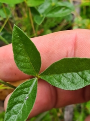 Cullen microcephalum