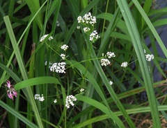 Galium elongatum