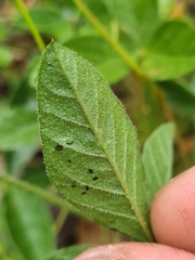 Cullen microcephalum