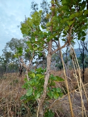 Erythrophleum chlorostachys
