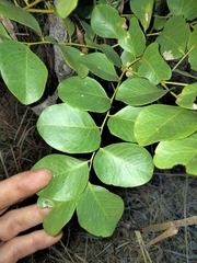 Erythrophleum chlorostachys