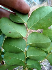 Erythrophleum chlorostachys