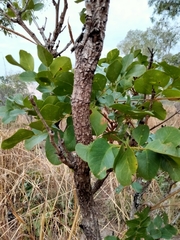 Erythrophleum chlorostachys