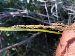 Eragrostis megalosperma