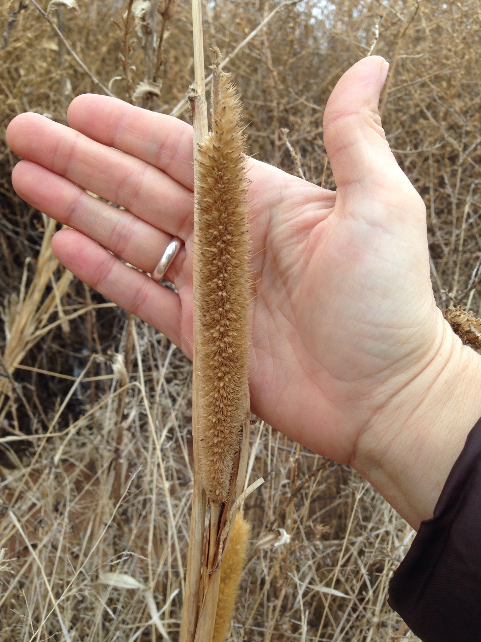 (c) Lena Zappia, certains droits réservés (CC BY-NC) https://www.inaturalist.org/observations/10024096