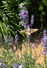 Macroglossum stellatarum