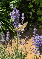 Macroglossum stellatarum