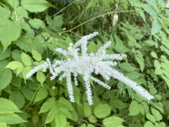 Aruncus dioicus