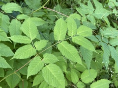 Aruncus dioicus
