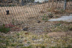 Zonotrichia leucophrys