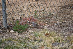 Zonotrichia leucophrys