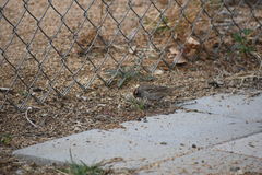 Zonotrichia leucophrys