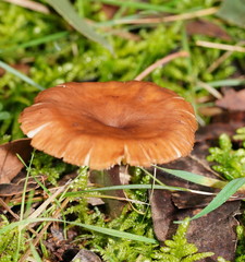 Lentinellus tasmanicus