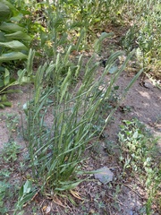 Agropyron cristatum