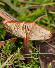 Lentinellus tasmanicus