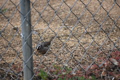 Zonotrichia leucophrys