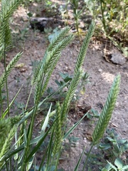 Agropyron cristatum