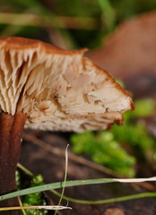 Lentinellus tasmanicus