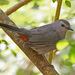 Gray Catbird - Photo (c) Jerry Oldenettel, some rights reserved (CC BY-NC-SA)