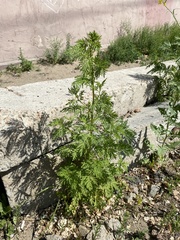 Artemisia annua