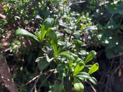 Psychotria daphnoides