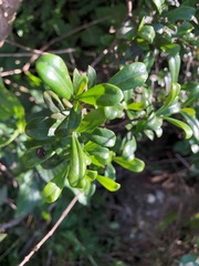 Psychotria daphnoides