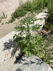 Artemisia sieversiana
