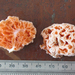 Spongiforma squarepantsii - Photo (c) anonymous, some rights reserved (CC BY-SA)