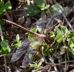 Phanogomphus minutus