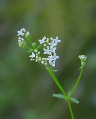 Galium elongatum