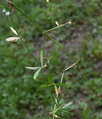 Galium elongatum