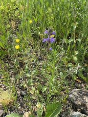 Dracocephalum olchonense