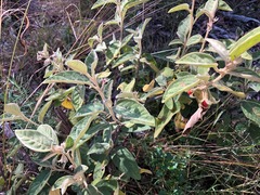 Solanum nemophilum