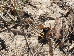 Megascolia maculata maculata