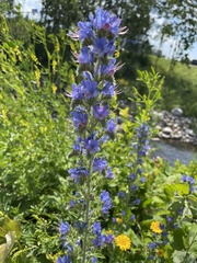 Echium vulgare
