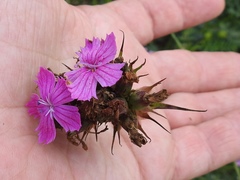 Dianthus capitatus