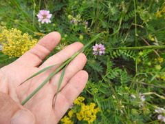Dianthus capitatus
