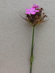 Dianthus capitatus