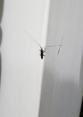 Hippopsis lemniscata