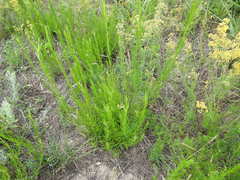 Galatella linosyris