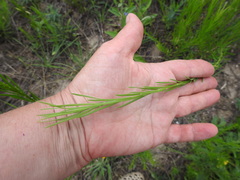 Galatella linosyris