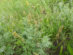 Astragalus asper