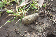 Phascolarctos cinereus
