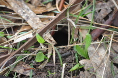 Phascolarctos cinereus