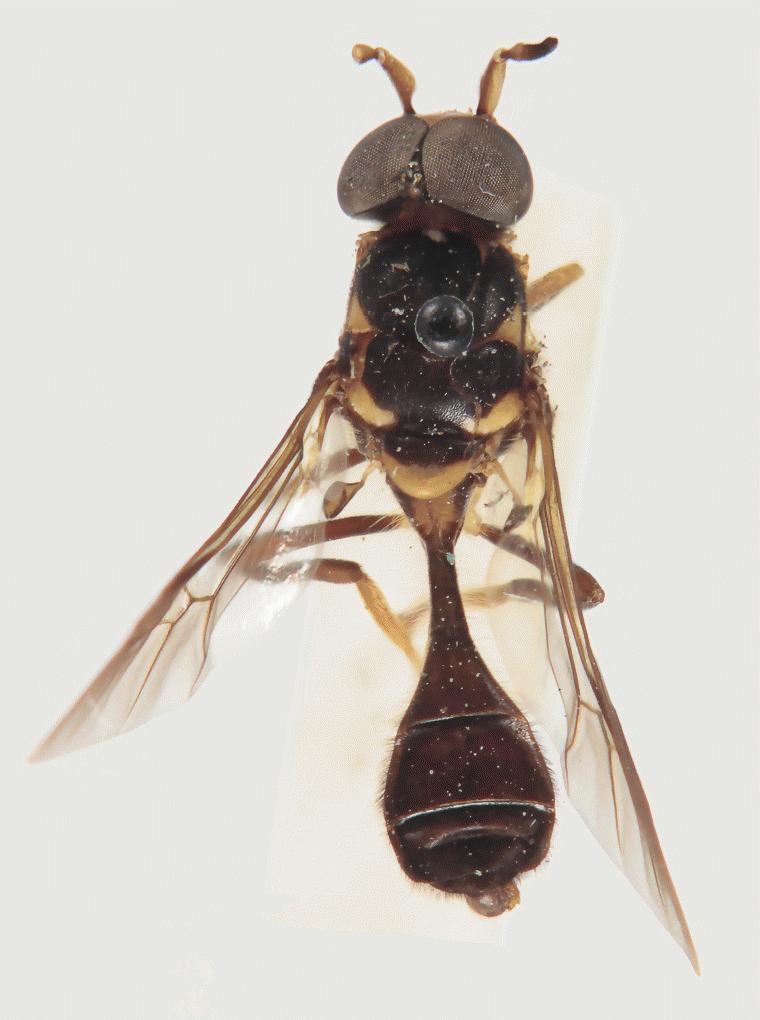 Parastratiosphecomyia stratiosphecomyioides