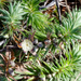 Melichrus procumbens - Photo (c) Michael Jefferies, alguns direitos reservados (CC BY-NC)