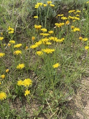 Crepis crocea