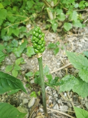 Arum maculatum